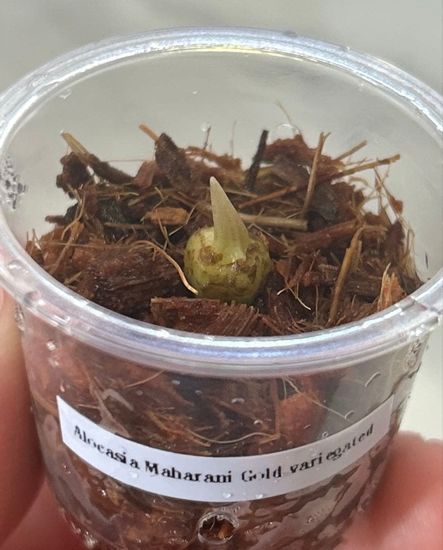 【芋】 アロカシア　マハラニ　ゴールド　斑入り