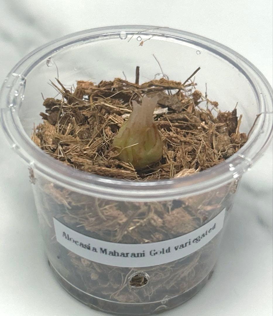 【芋】 アロカシア　マハラニ　ゴールド　斑入り