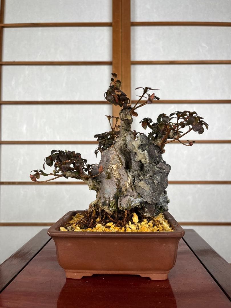 【皐月(さつき)】 品種不明品 \"菊姫(きくひめ) / (?) \" 小品盆栽