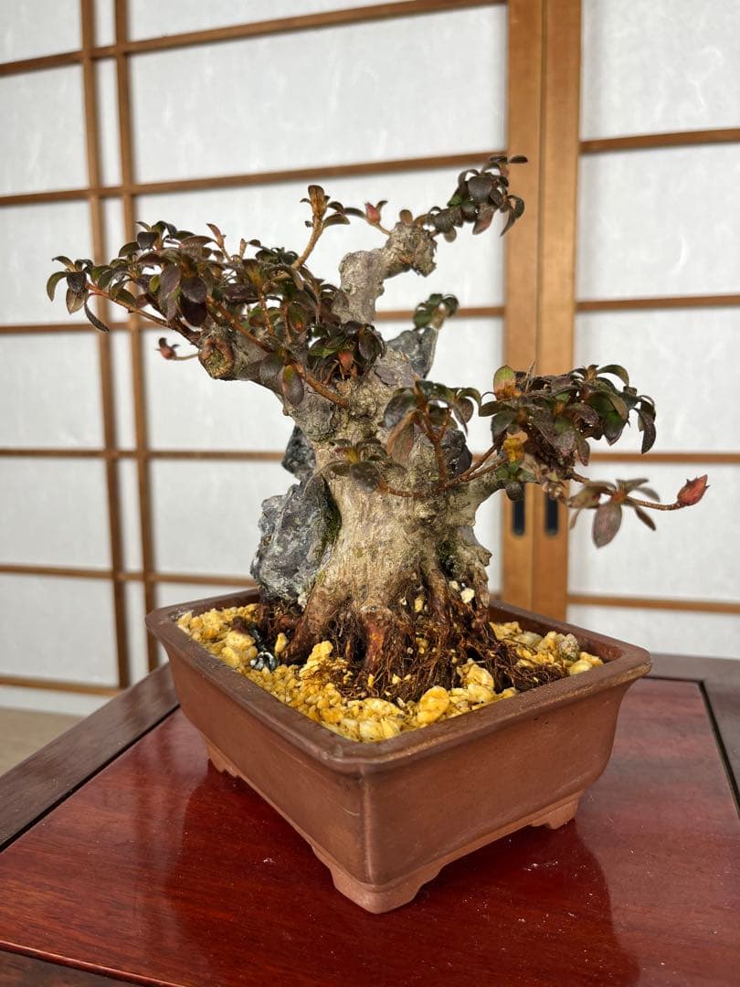 【皐月(さつき)】 品種不明品 \"菊姫(きくひめ) / (?) \" 小品盆栽