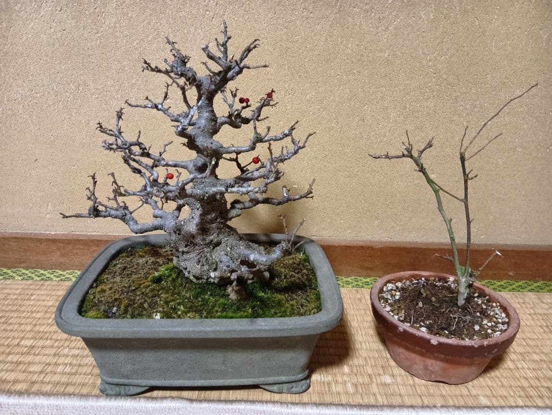 ‼️梅モドキ‼️雄木セット‼️