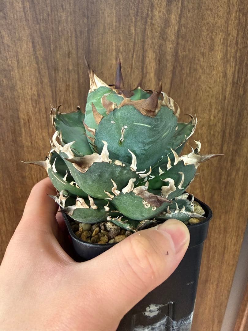 アガベ オテロイ実生 オアハカ 選抜株 (検 清櫻 皇冠 セオクラ チタノタ