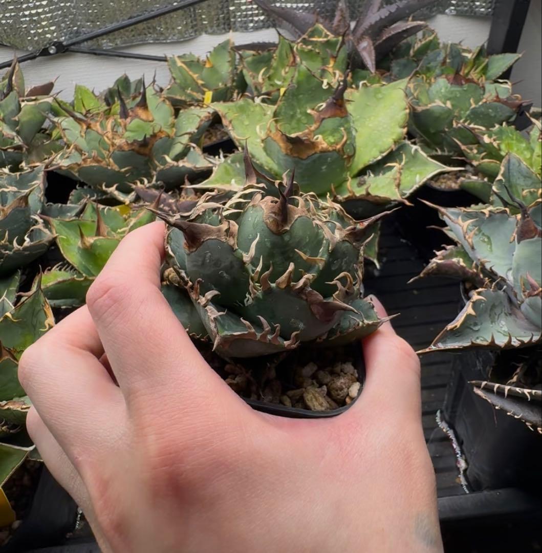 アガベ オテロイ実生 オアハカ 選抜株 (検 清櫻 皇冠 セオクラ チタノタ