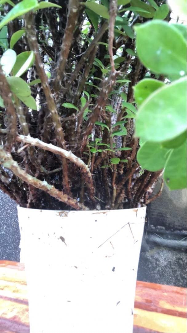 ハナキリン大株　古い