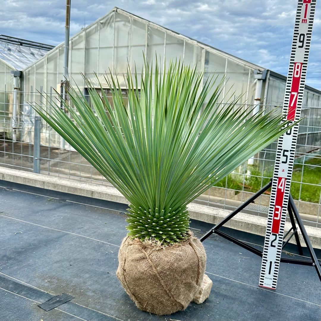 ユッカ ロストラータ（樹高:約75cm）oct60