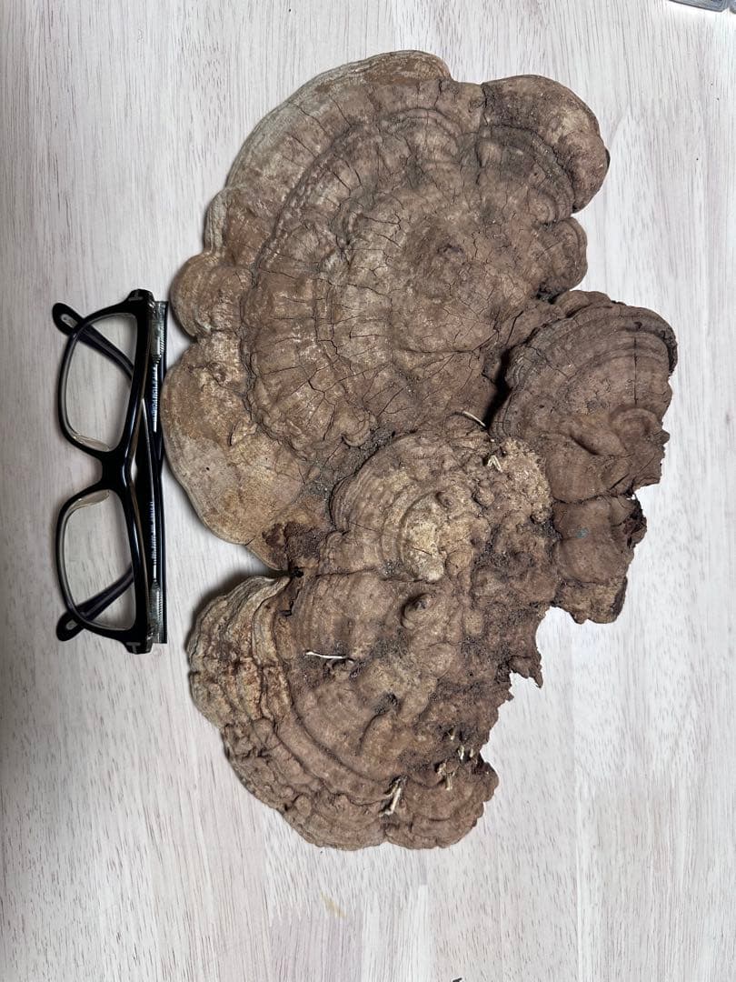 サルノコシカケ