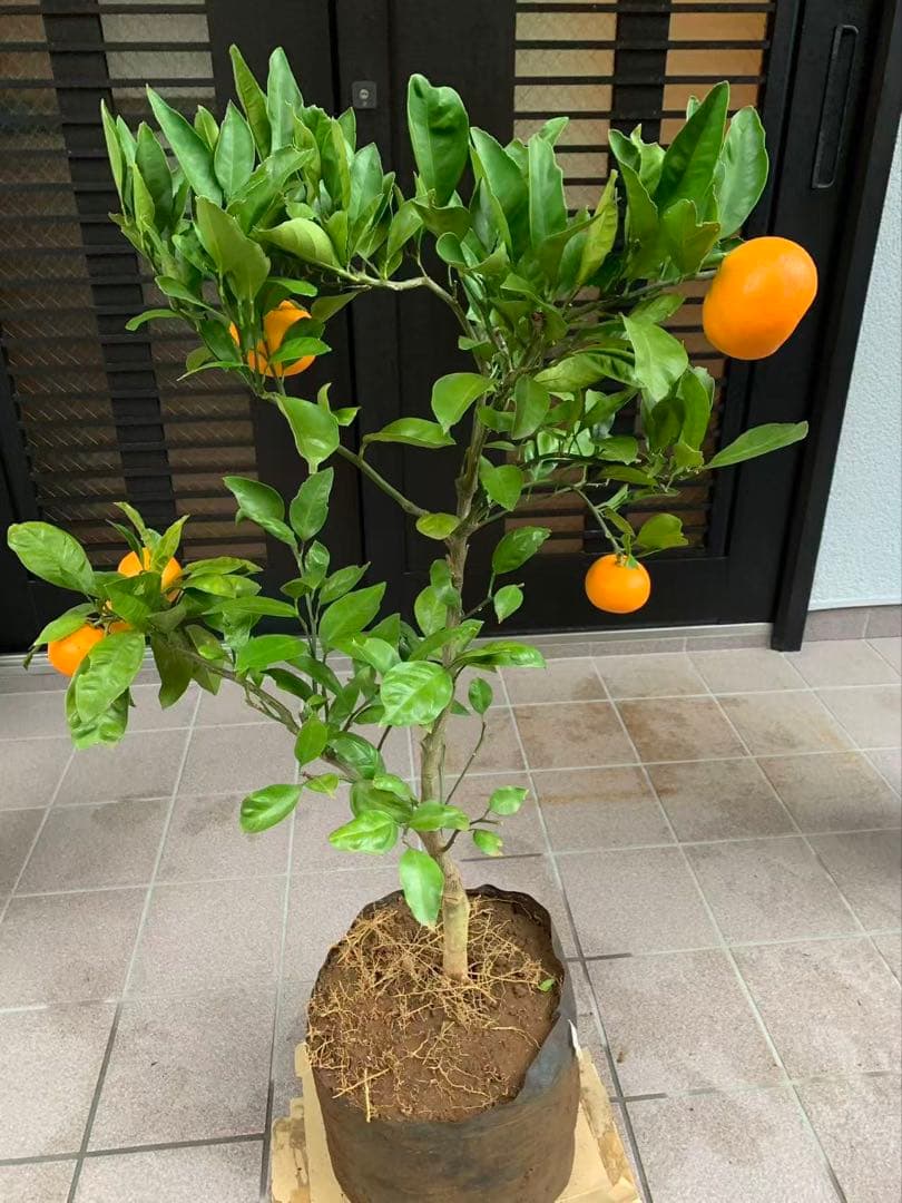 由良早生蜜柑苗木 果樹