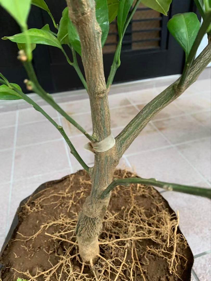 由良早生蜜柑苗木 果樹