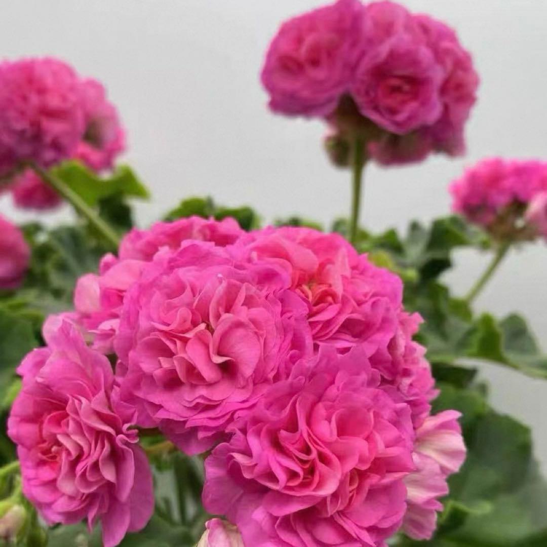 新品種ゼラニウム　八重咲きゼラニウム　希少ゼラニウム　Mula 01