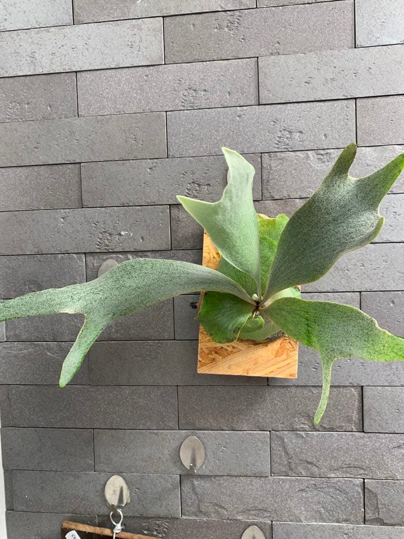 white gizmo ホワイトギズモ spore ビカクシダ