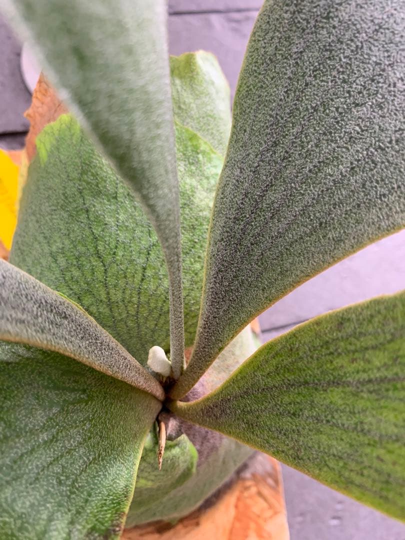 white gizmo ホワイトギズモ spore ビカクシダ