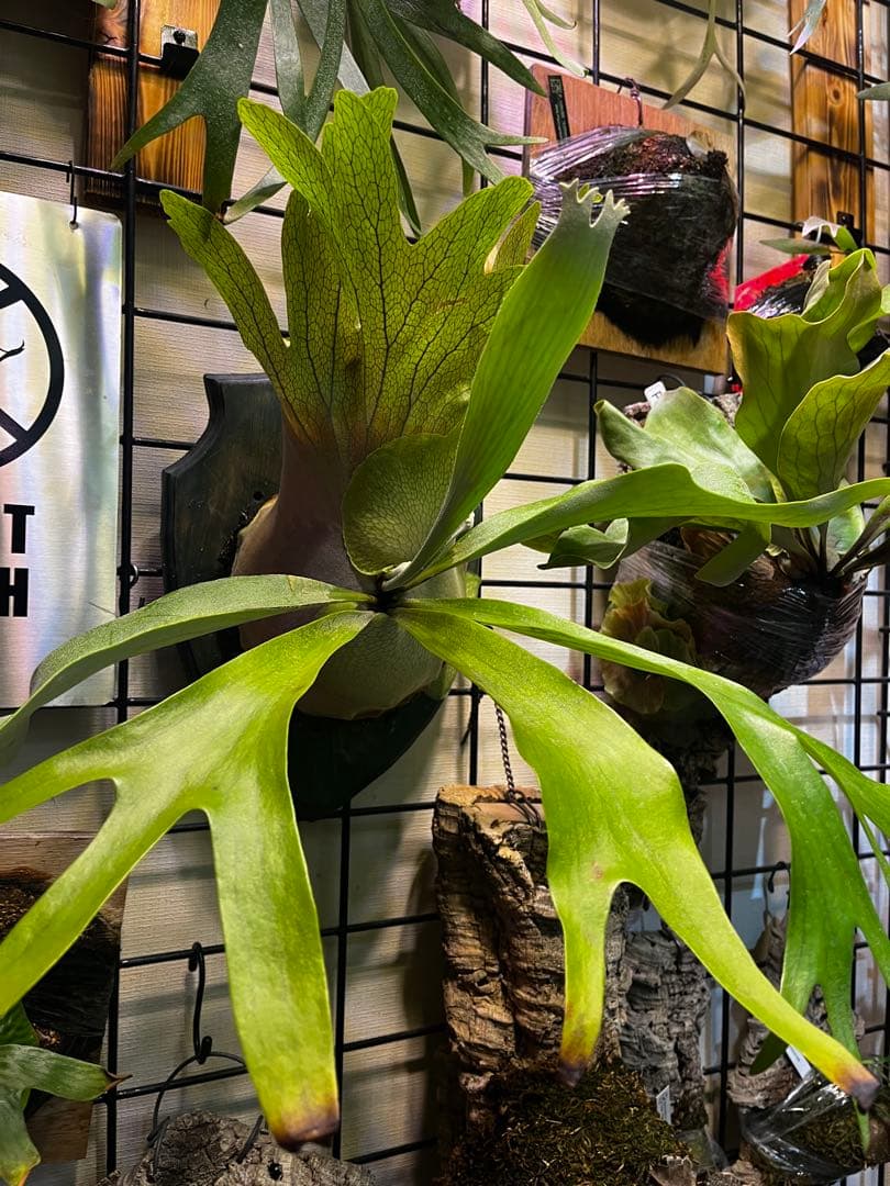 ビカクシダ P. Pegasus 子株