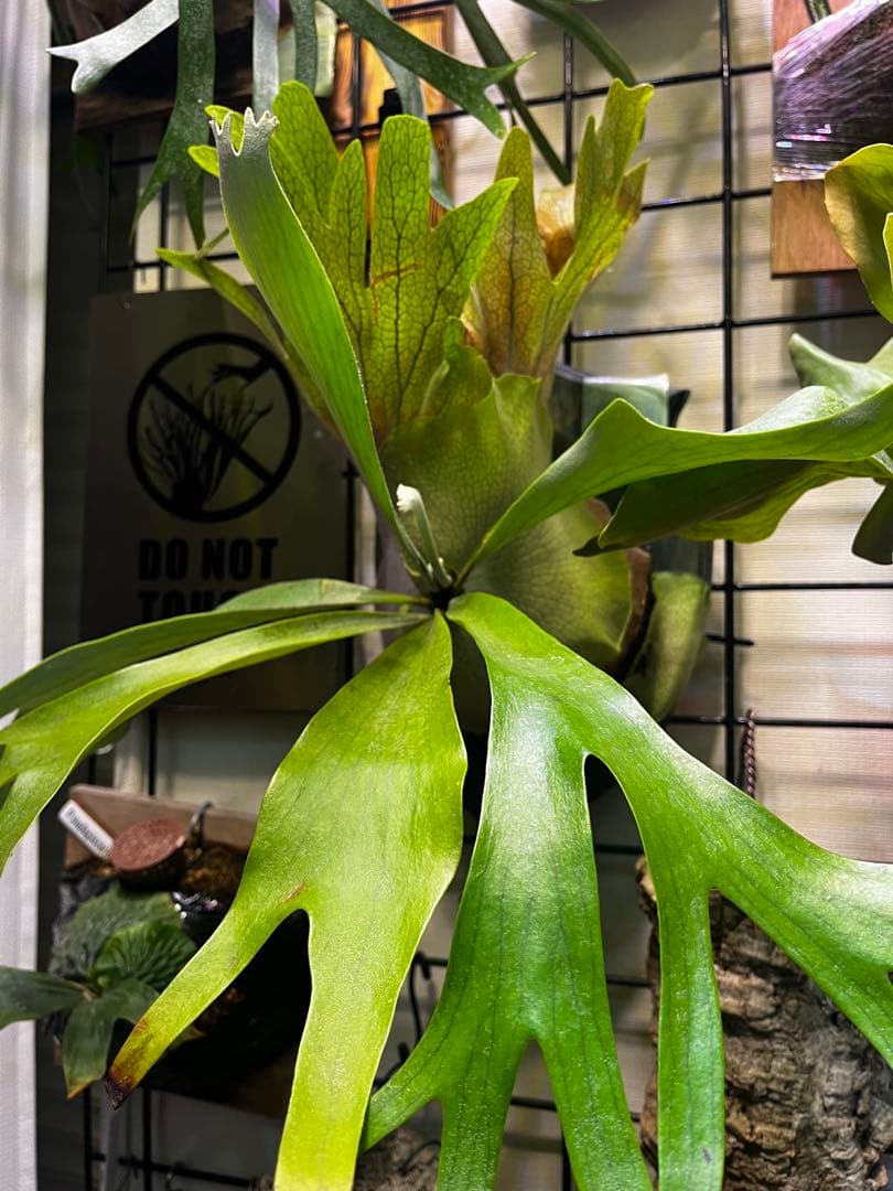 ビカクシダ P. Pegasus 子株