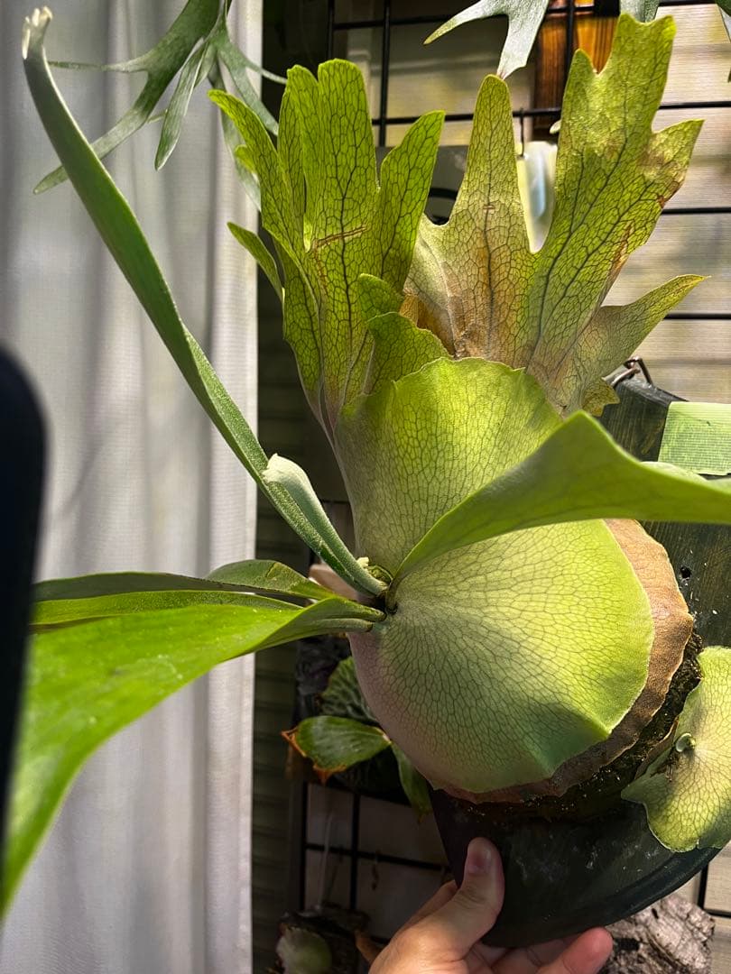 ビカクシダ P. Pegasus 子株