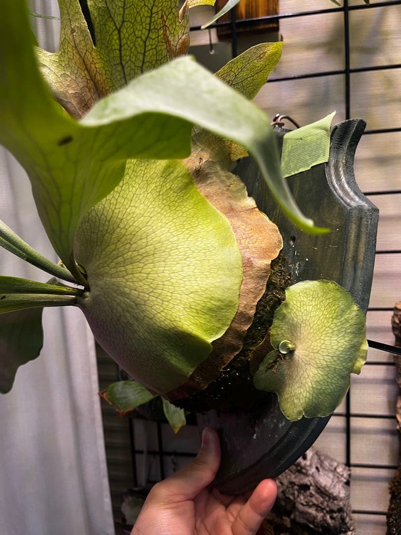 ビカクシダ P. Pegasus 子株