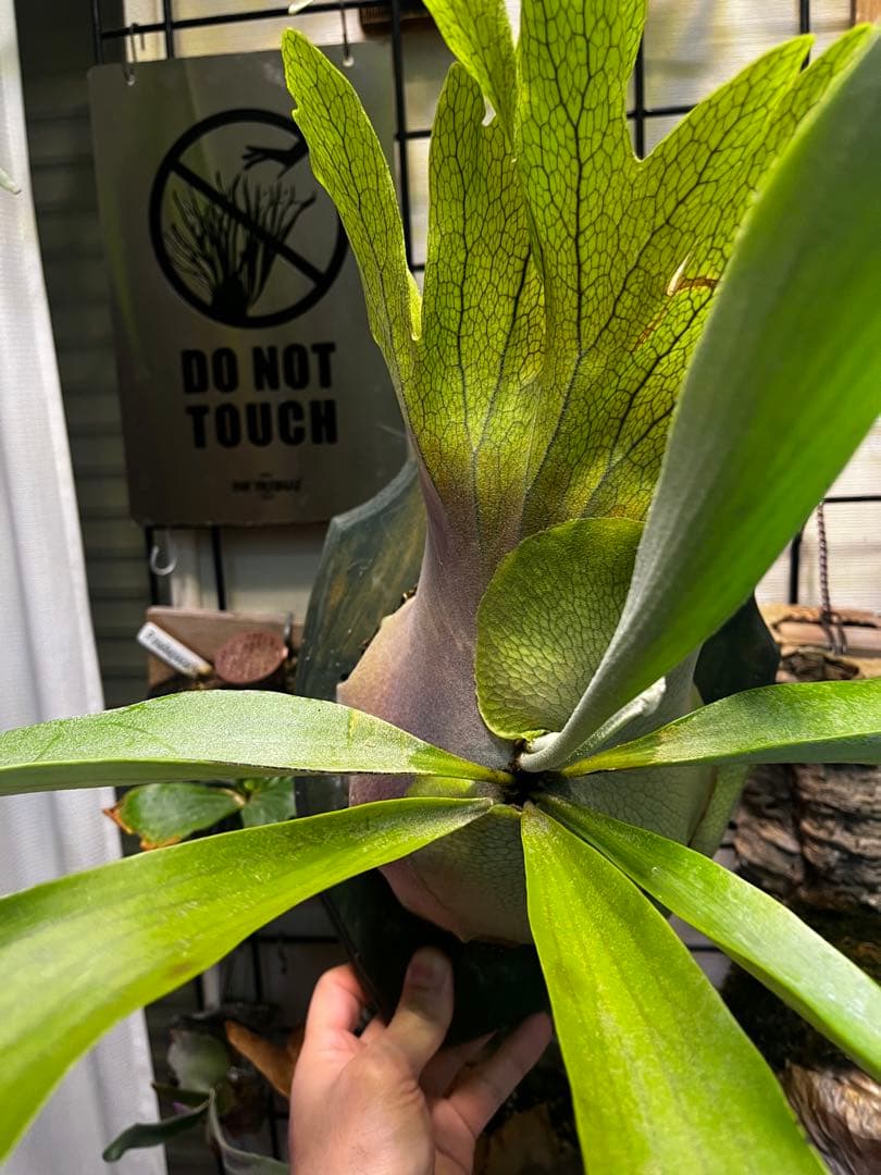 ビカクシダ P. Pegasus 子株