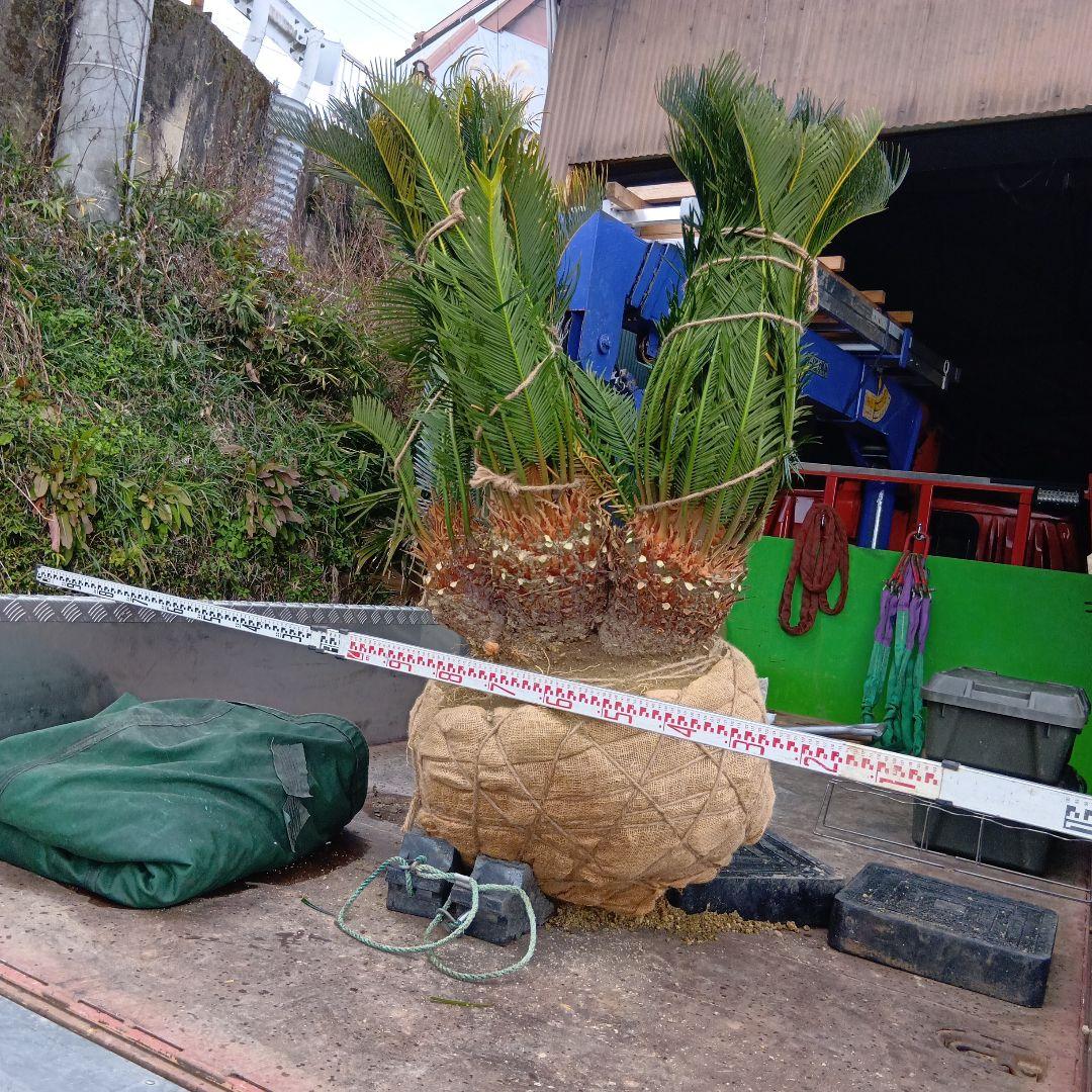 ソテツ（巨大株）インテリア用