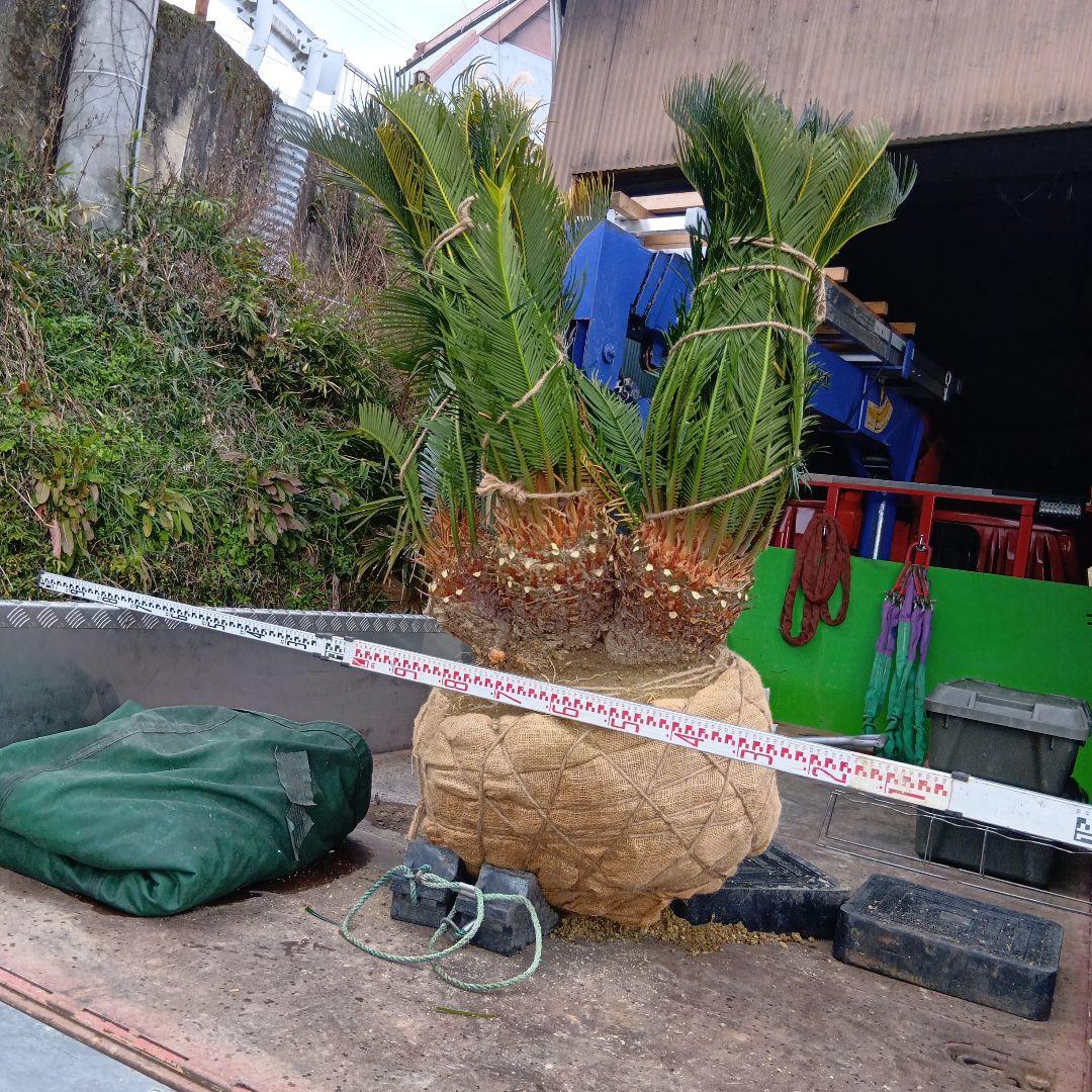 ソテツ（巨大株）インテリア用