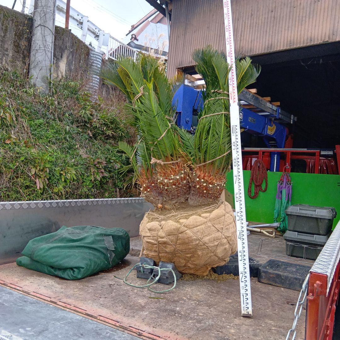 ソテツ（巨大株）インテリア用