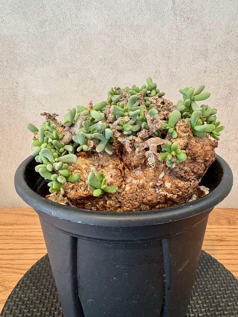 【超美株】ケラリア・ピグマエア（Ceraria pygmaea）鉢ごと　発根済