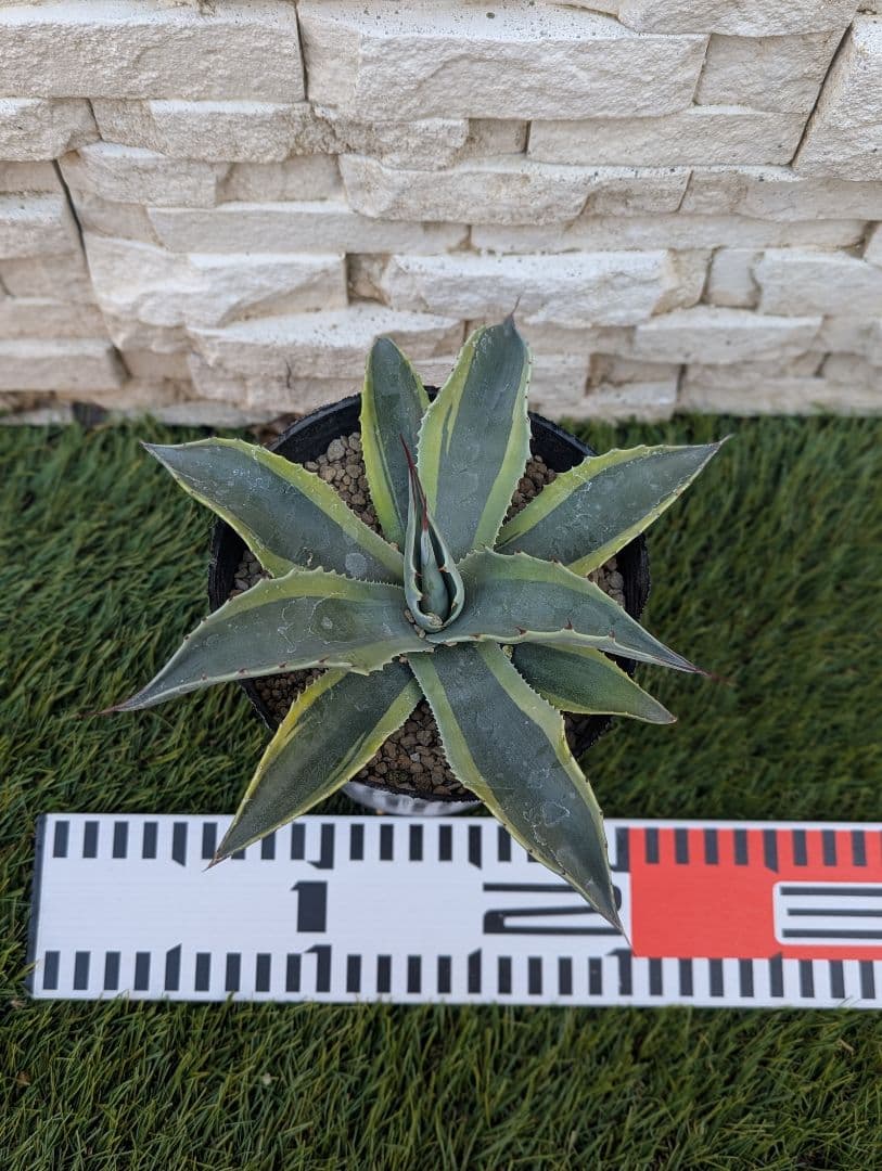 【美株】アガベ オバティフォリア ‘オルカ’ 4号 現品①