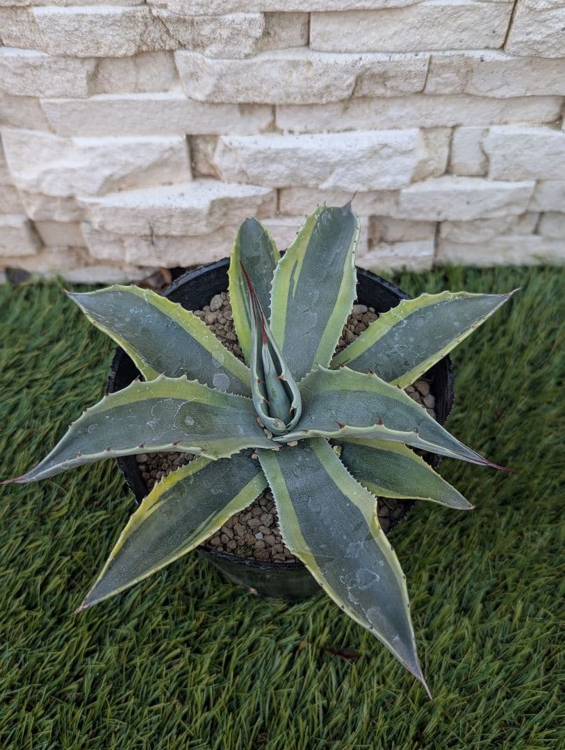 【美株】アガベ オバティフォリア ‘オルカ’ 4号 現品①