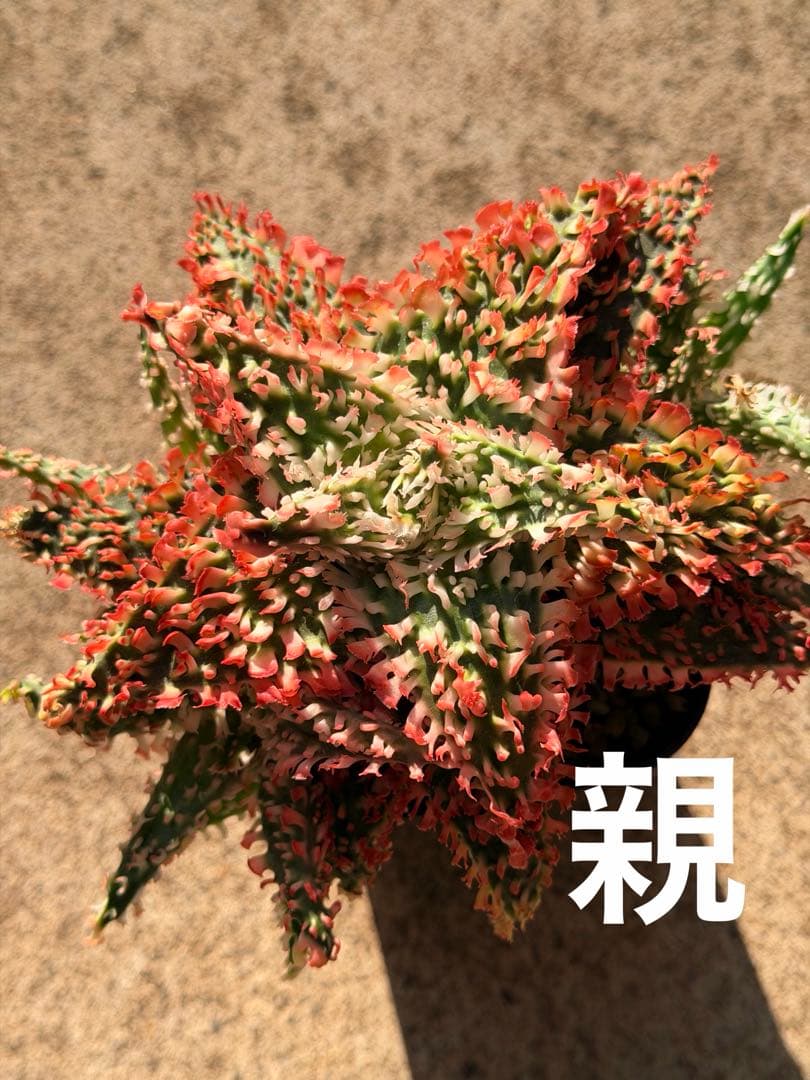 特上アロエ　ハイブリッド　Aloe hybrid 子株　第四種　Decx−5