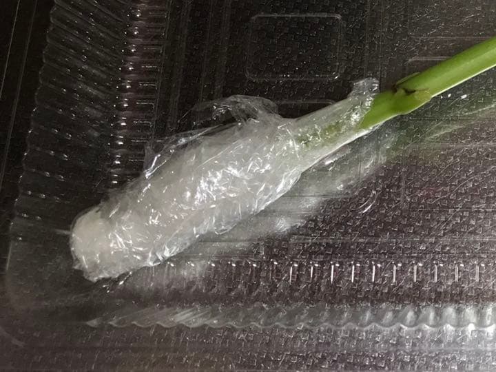 紫陽花 挿し木　挿し穂 【コメント選択専用】アジサイ