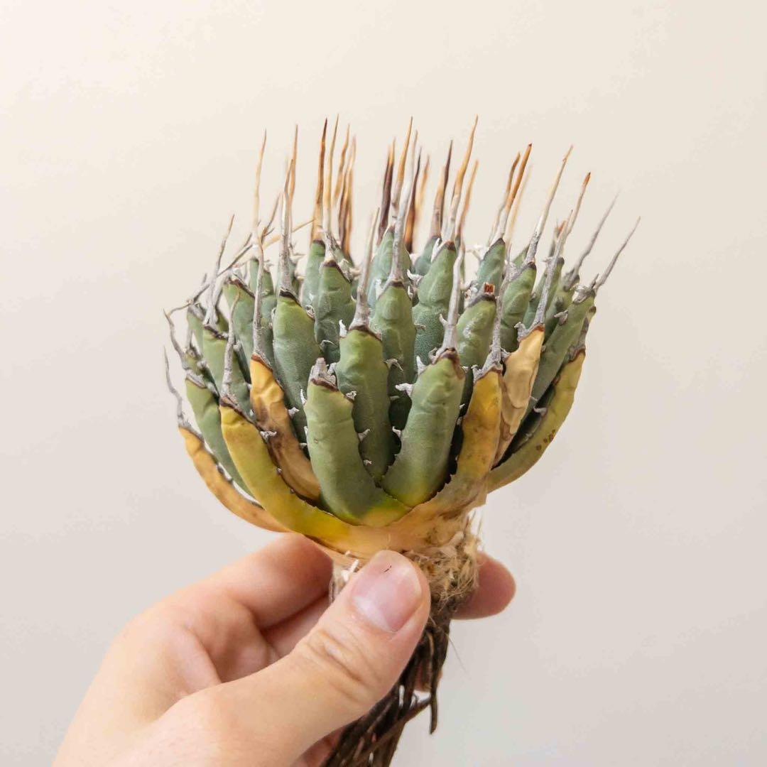 49 ユタエンシス エボリスピナ 現地株 ベアルート 陽炎 アガベ