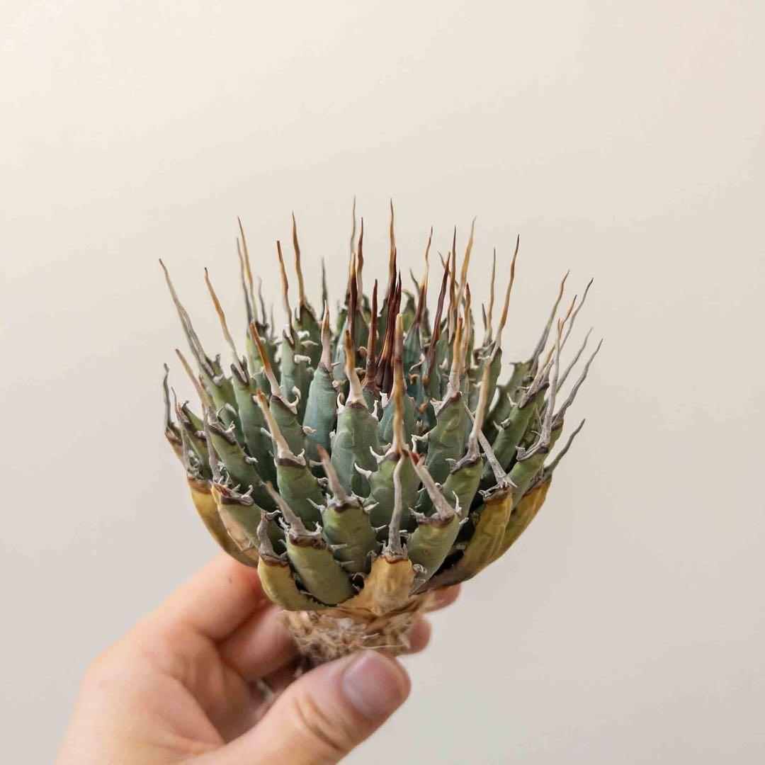 49 ユタエンシス エボリスピナ 現地株 ベアルート 陽炎 アガベ