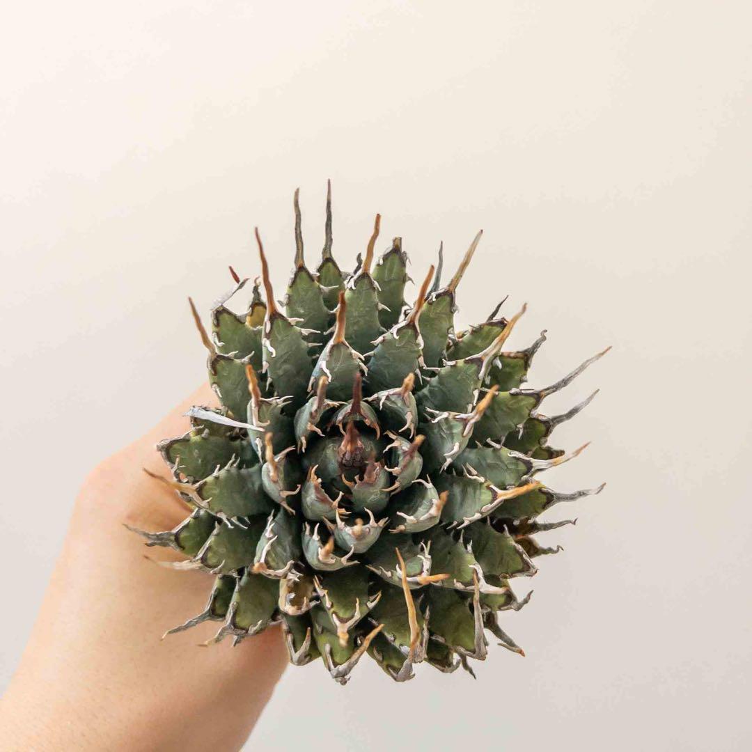 49 ユタエンシス エボリスピナ 現地株 ベアルート 陽炎 アガベ