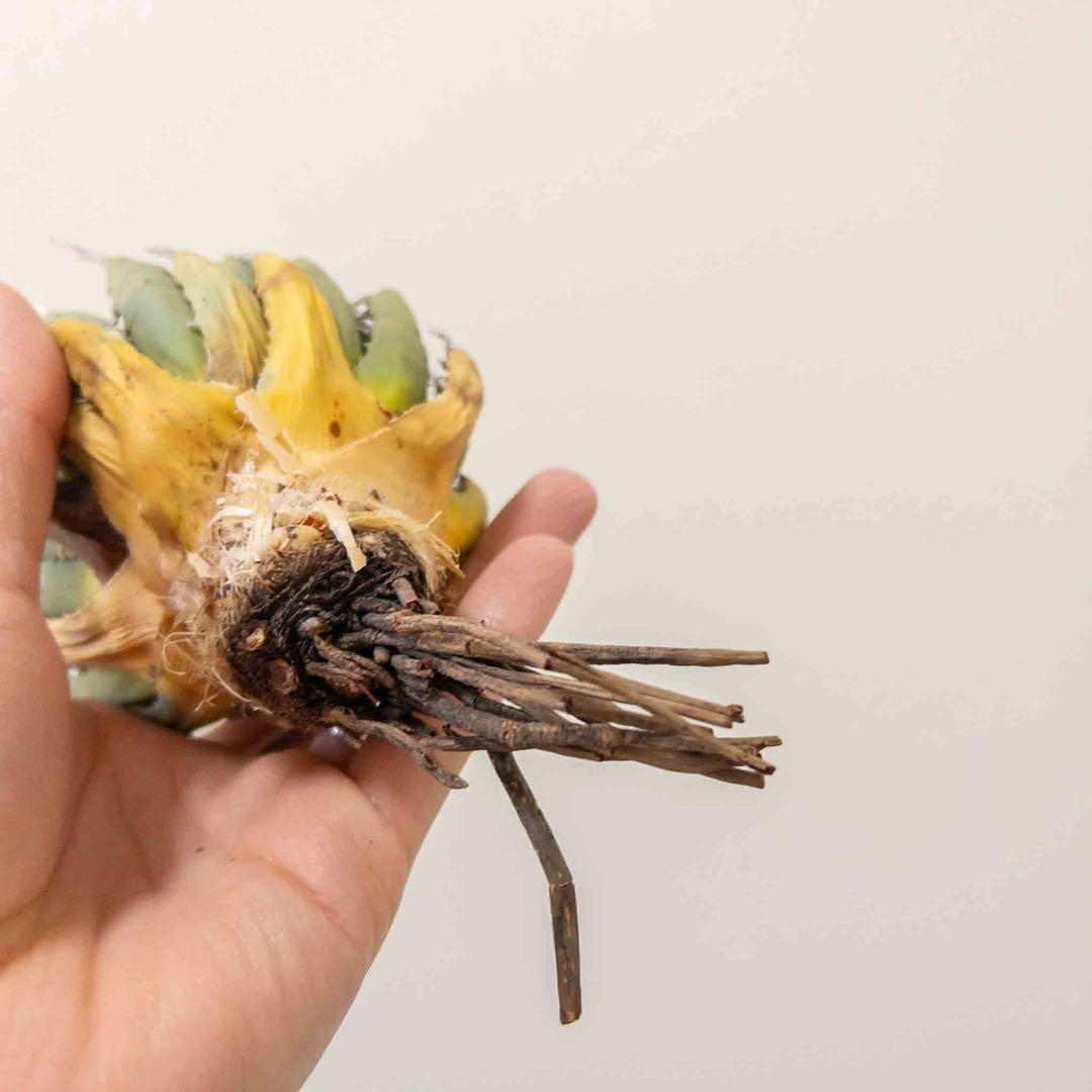 49 ユタエンシス エボリスピナ 現地株 ベアルート 陽炎 アガベ