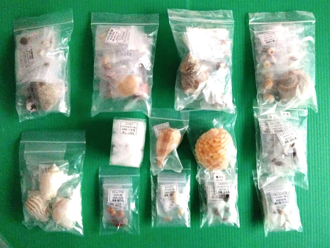 鹿児島県内で採集した「中型・小型・微小貝の貝殻２３５種類」