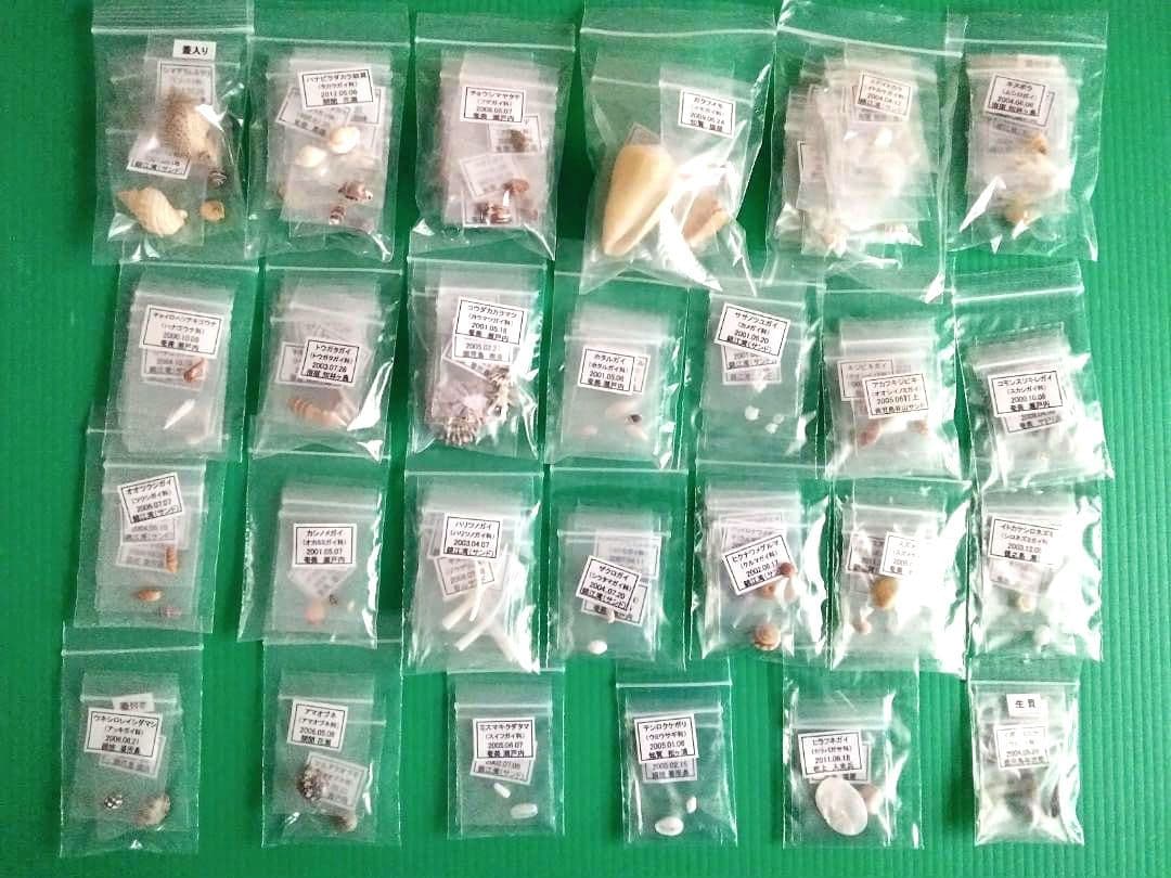 鹿児島県内で採集した「中型・小型・微小貝の貝殻２３５種類」