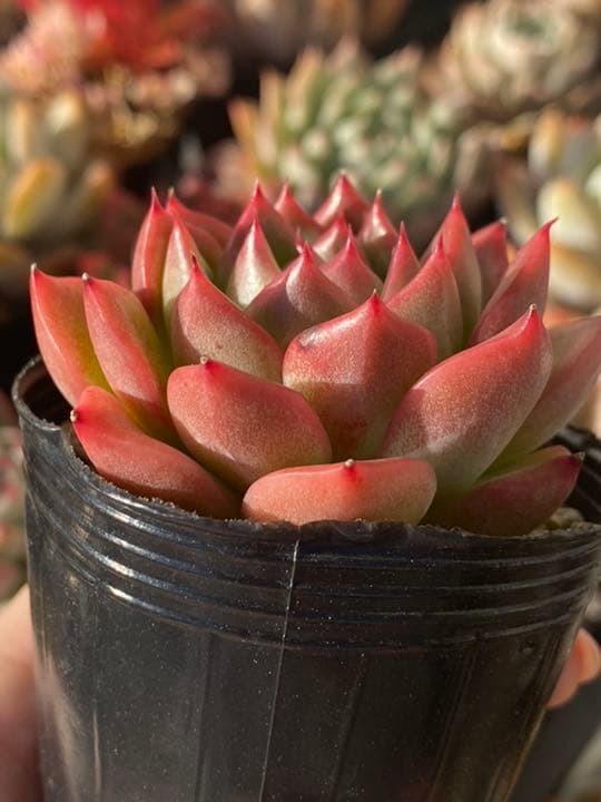 フロリディティー