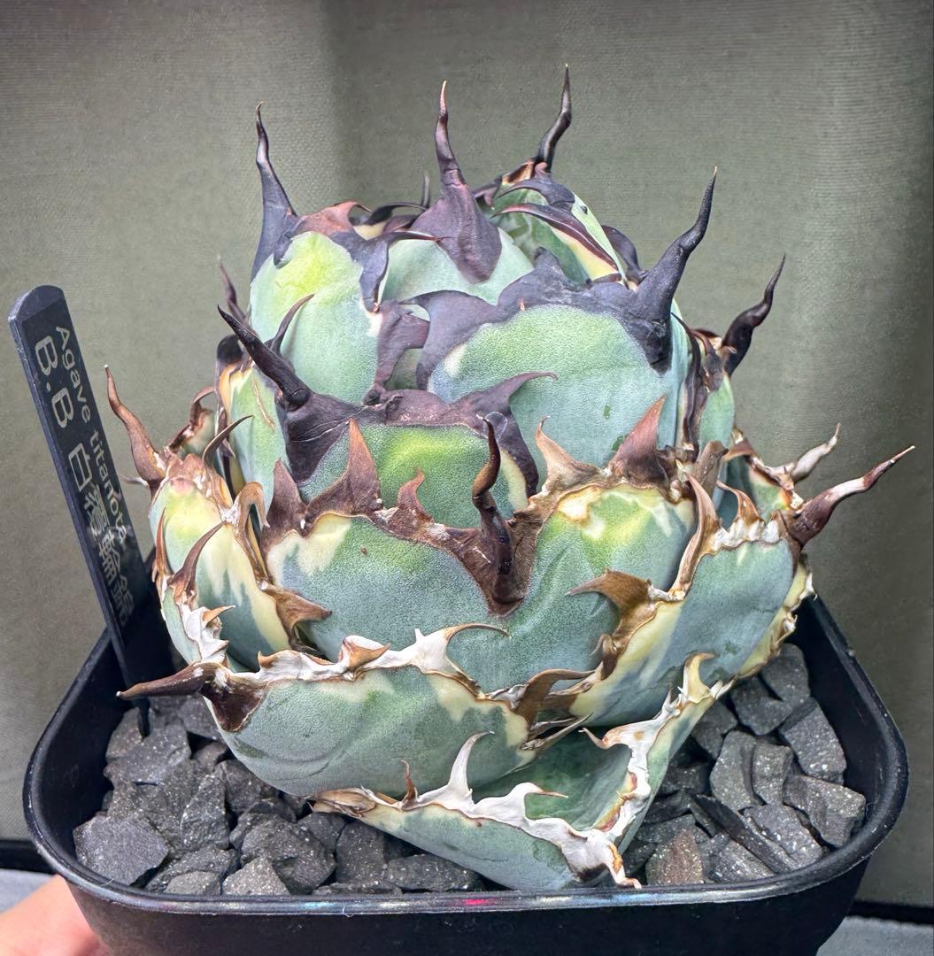 アガベ チタノタ BB ブラック&ブルー 白覆輪錦 親株