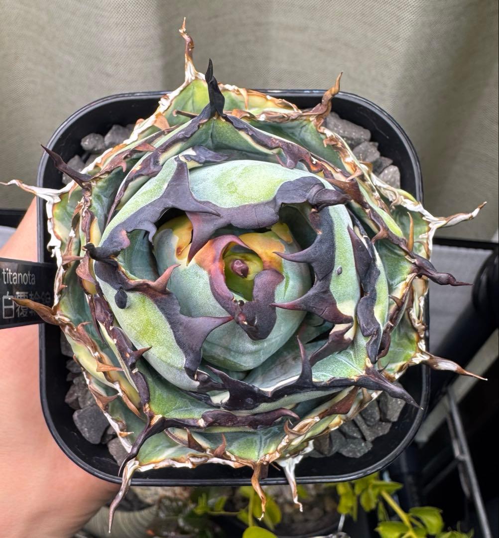 アガベ チタノタ BB ブラック&ブルー 白覆輪錦 親株