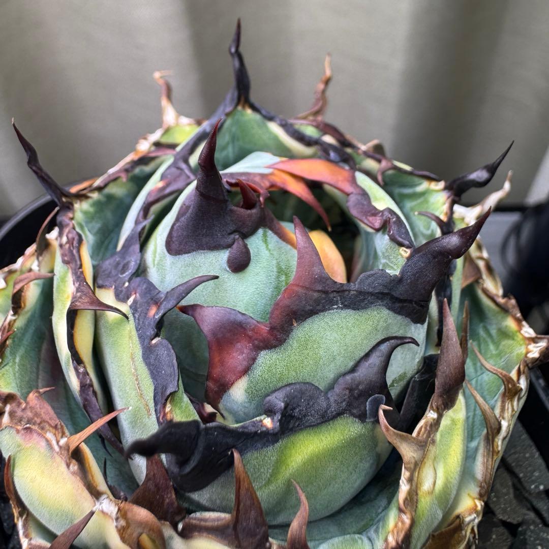 アガベ チタノタ BB ブラック&ブルー 白覆輪錦 親株