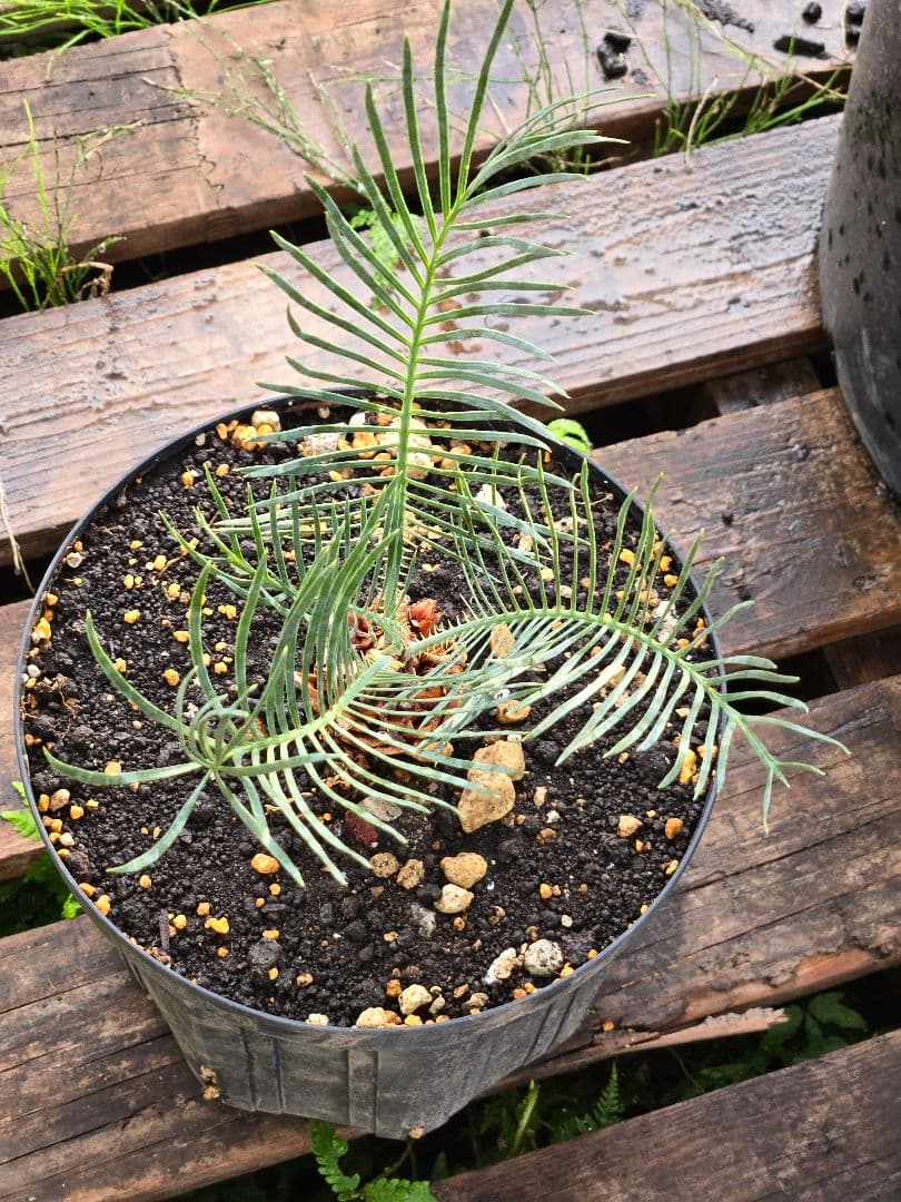 サイカス　カイルンシアナ