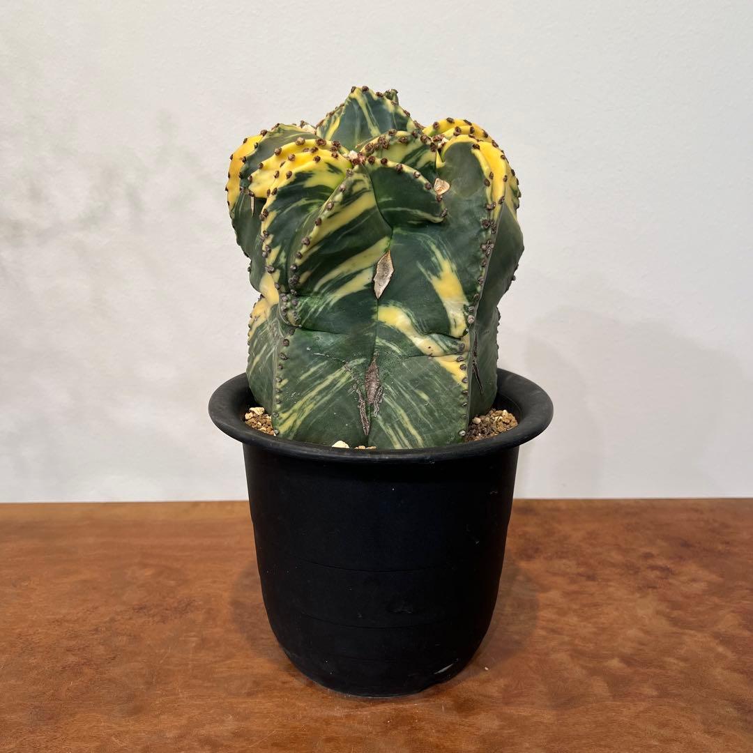 【美株】アストロフィツム碧瑠璃鸞鳳錦 モンスト国内実生 塊根植物 サボテン