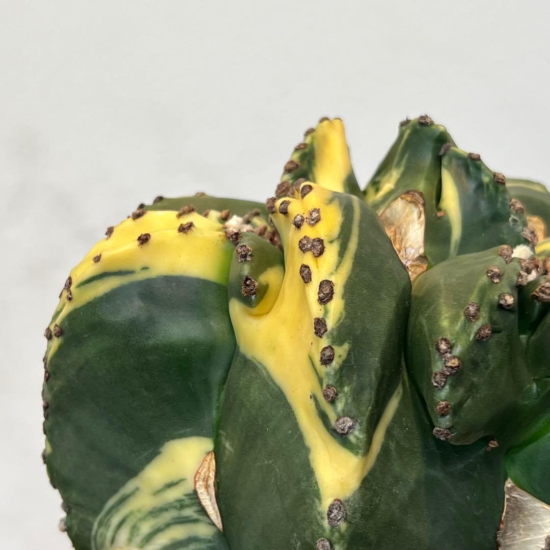 【美株】アストロフィツム碧瑠璃鸞鳳錦 モンスト国内実生 塊根植物 サボテン