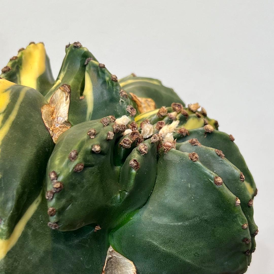 【美株】アストロフィツム碧瑠璃鸞鳳錦 モンスト国内実生 塊根植物 サボテン