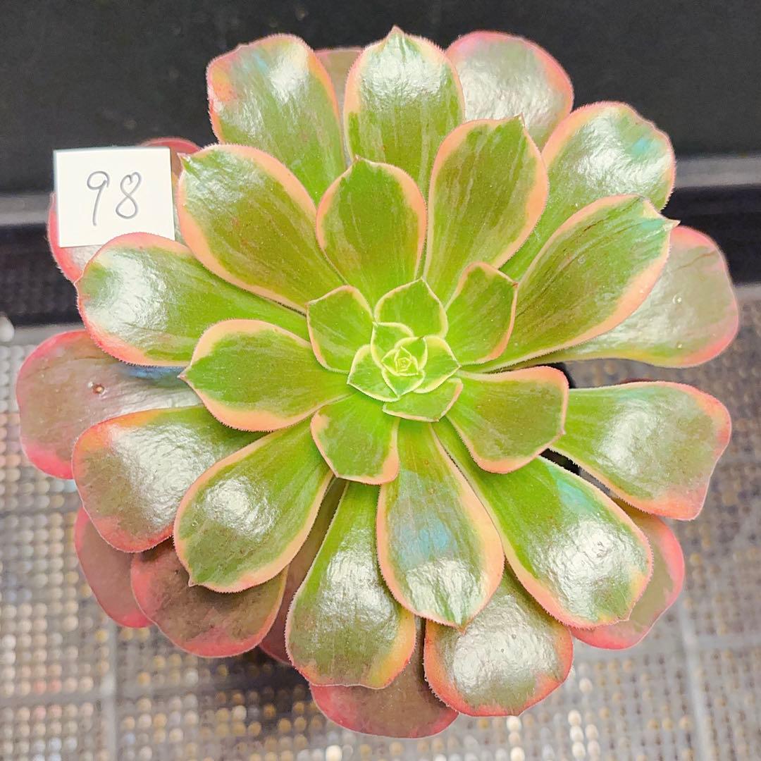 98#多肉植物アエオニウム錦❤️金絲雀锦❤️1大頭1小頭14cm拔き苗