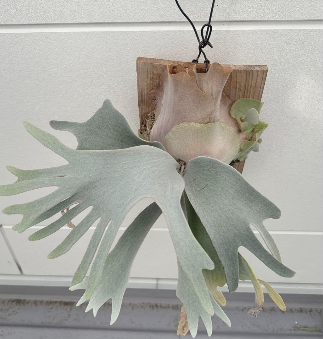 ビカクシダ　FWSQ 長期養生株