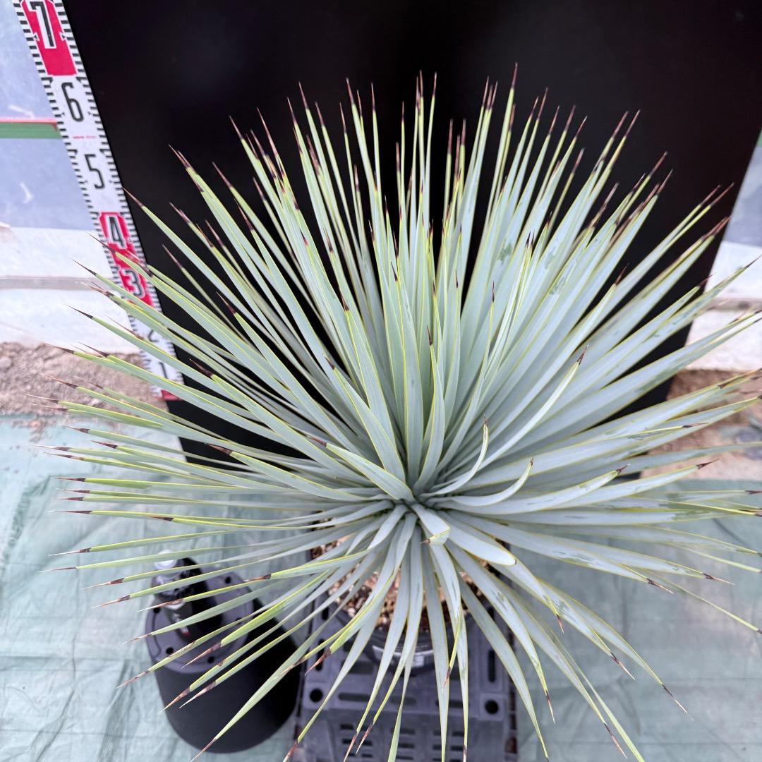 【AL1035】ユッカ　ロストラータ