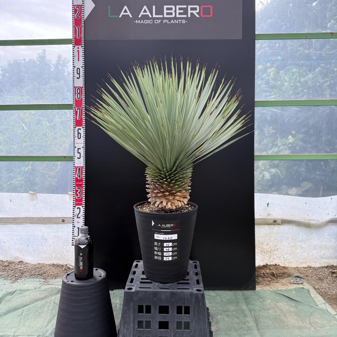 【AL1035】ユッカ　ロストラータ