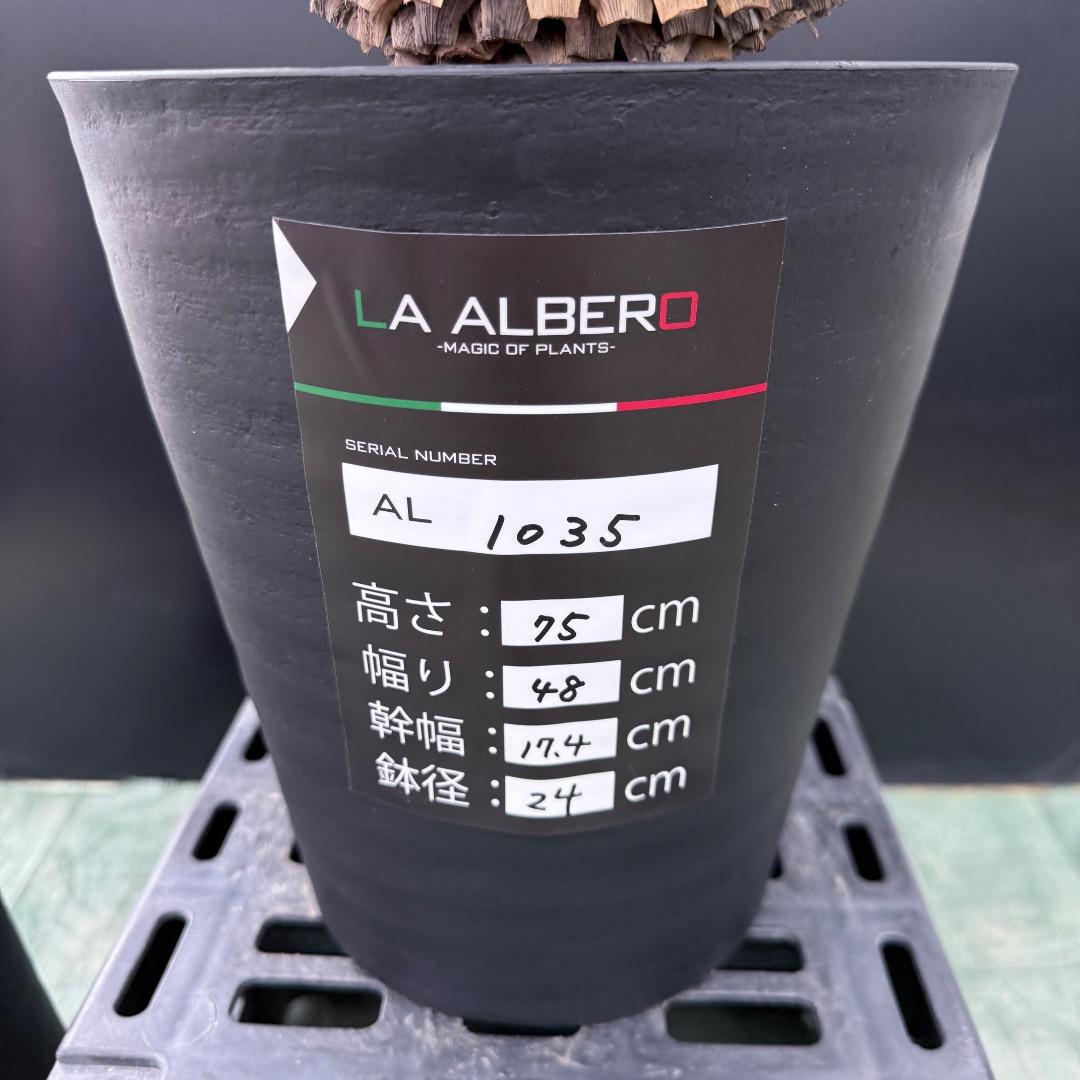 【AL1035】ユッカ　ロストラータ