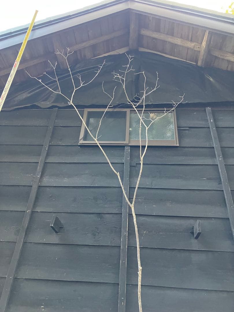 山採り　コナラ