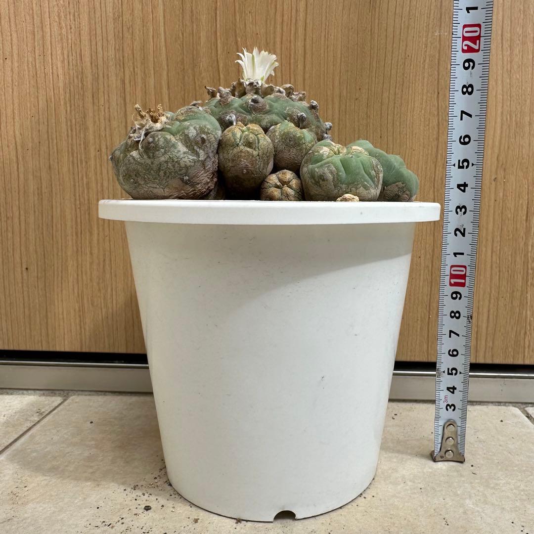 サボテン　ロフォフォラ　ディフューサ　翠冠玉　5号　A