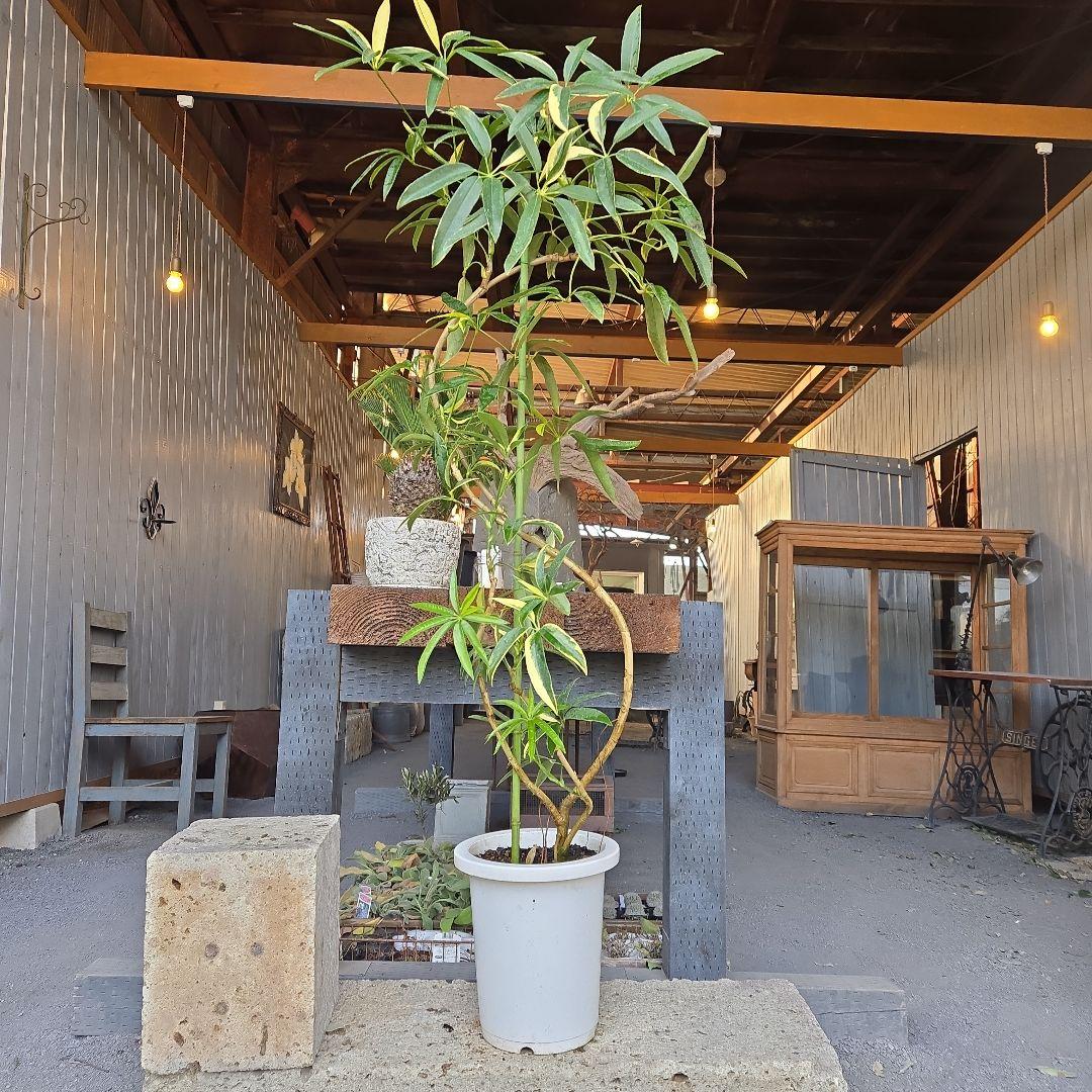 ②　シェフレラ　アンガスティフォリア　曲がり仕立て斑入り8号最高等級希少品種